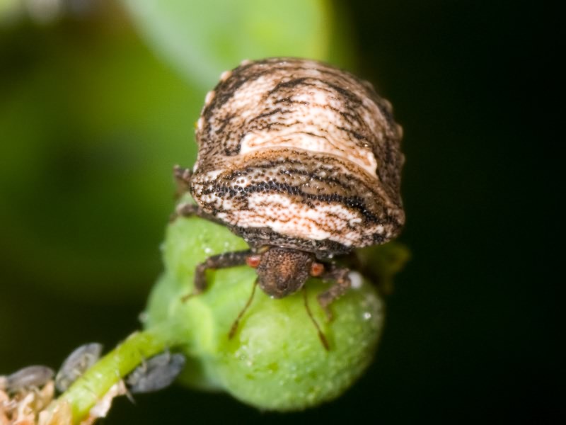 Vilpianus galii (Wolff, 1802)